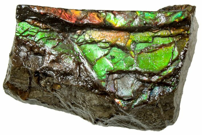 Iridescent Ammolite (Fossil Ammonite Shell) - Alberta #311395
